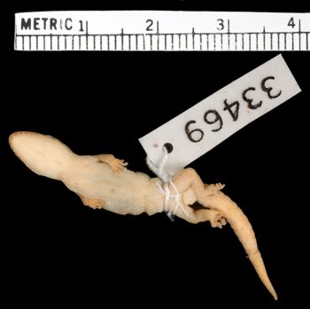 Media type: image;   Herpetology R-33469